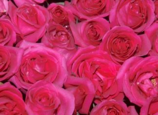 Le malattie delle rose – 1 parte 528 0 049 Le malattie delle rose 1^parte